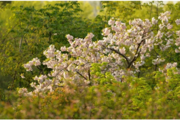 劈開(kāi)紅海：三元前驅(qū)體新秀IPO，利潤(rùn)3年翻四倍