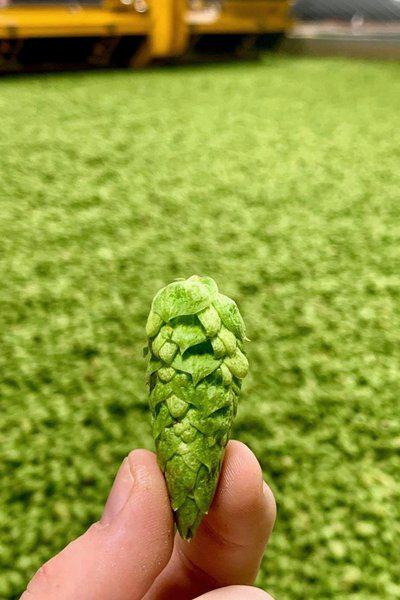 進口俄羅斯啤酒花顆粒波羅的海淡麥芽生啤天津港報關清關