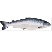 青島進口挪威三文魚北極貝魚頭新鮮刺身即食冰鮮水產品報關清關